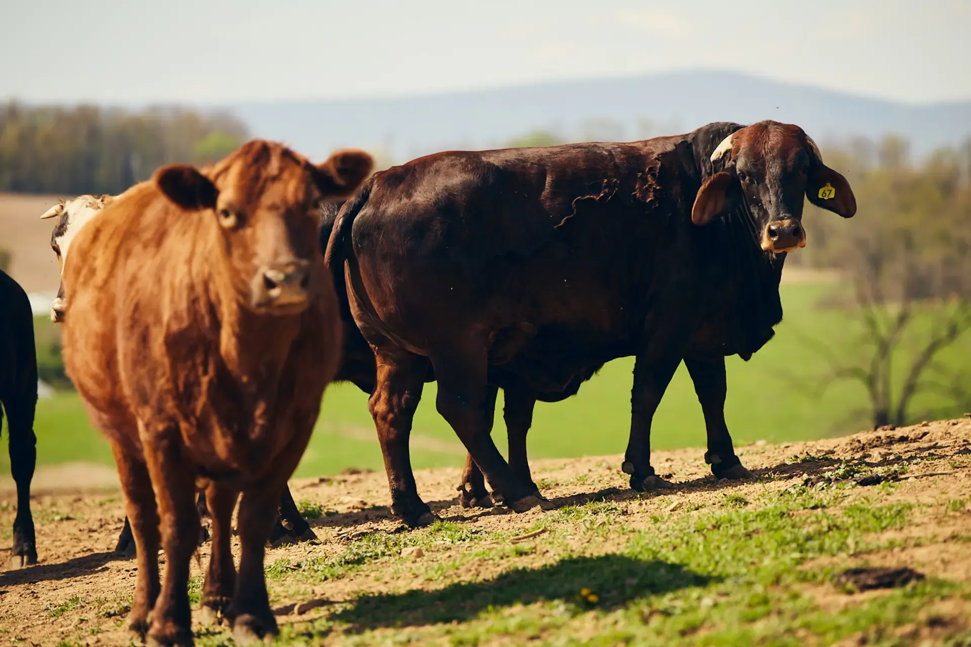 Ryan Smith - Hollenshead Farm