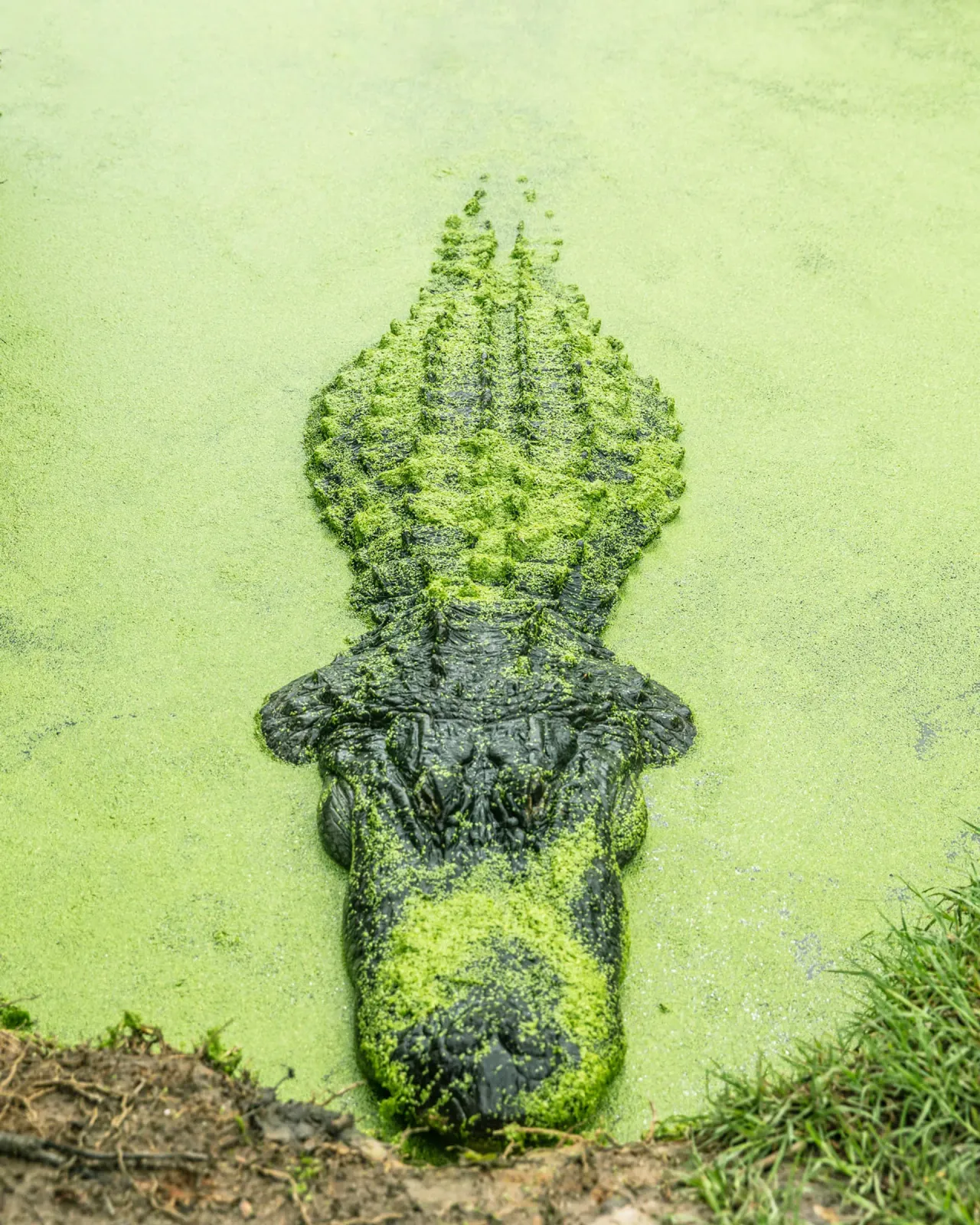 Alligator Alley