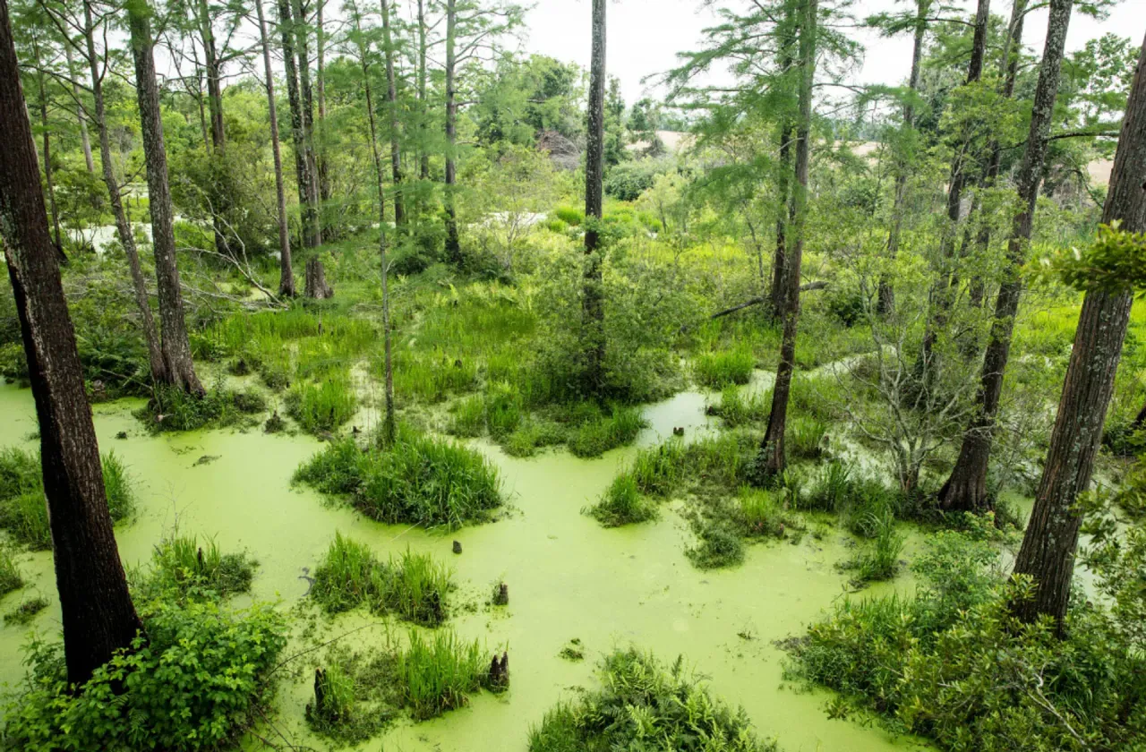 Alligator Alley
