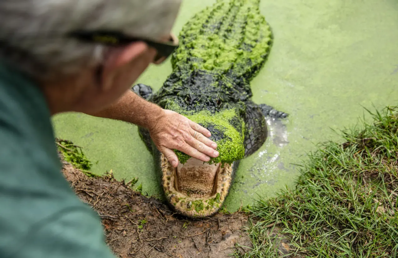 Alligator Alley