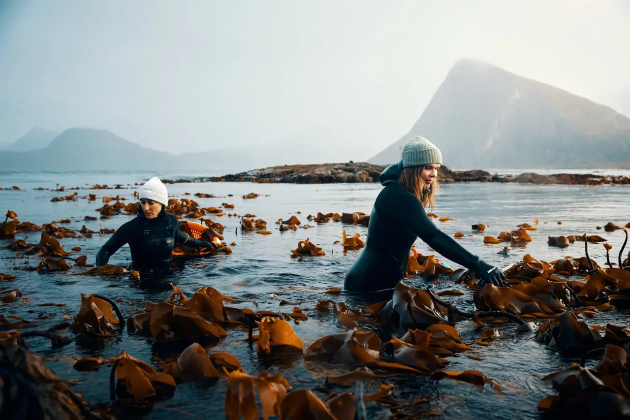 LOFOTEN SEAWEED