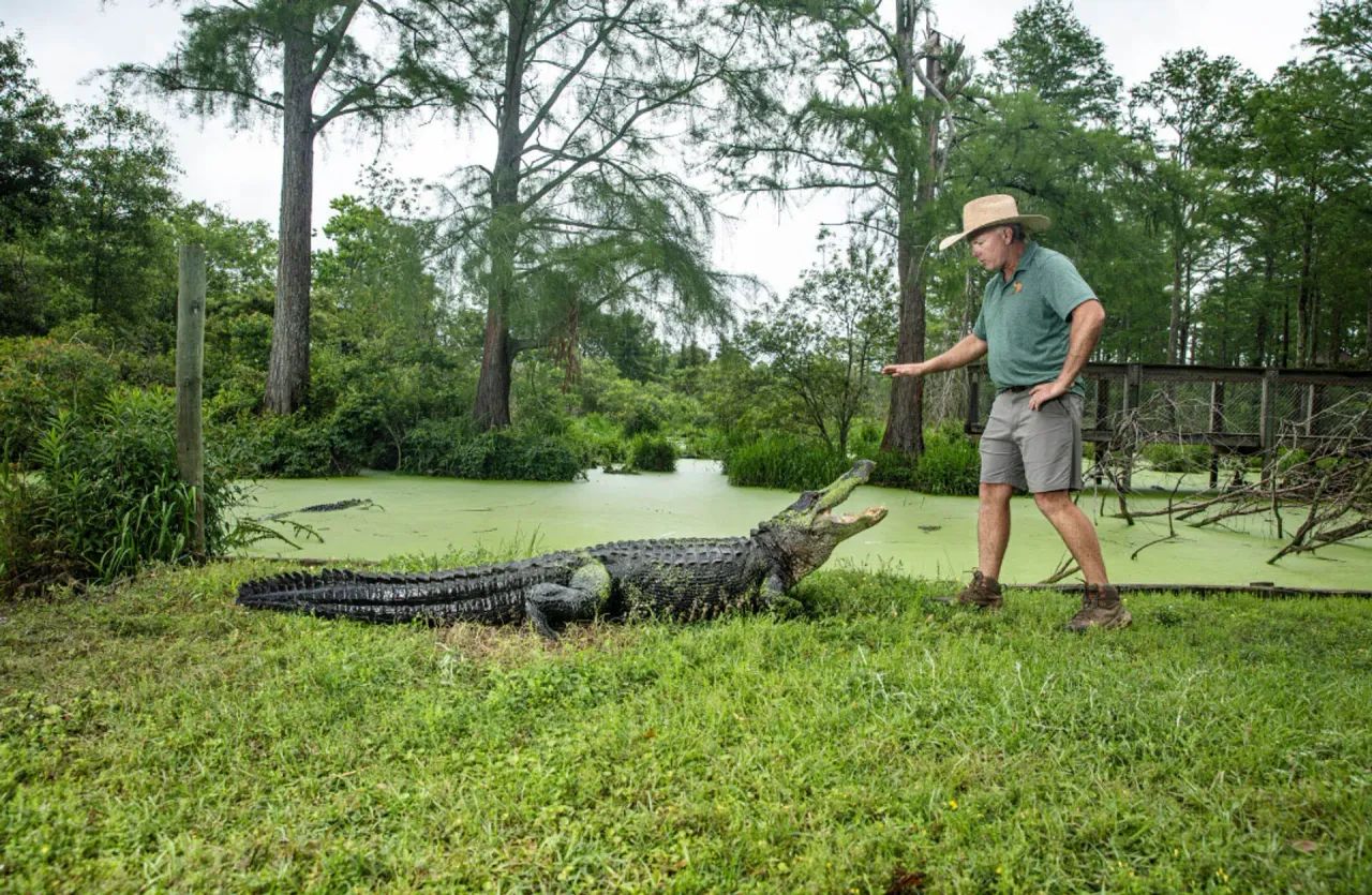 Alligator Alley
