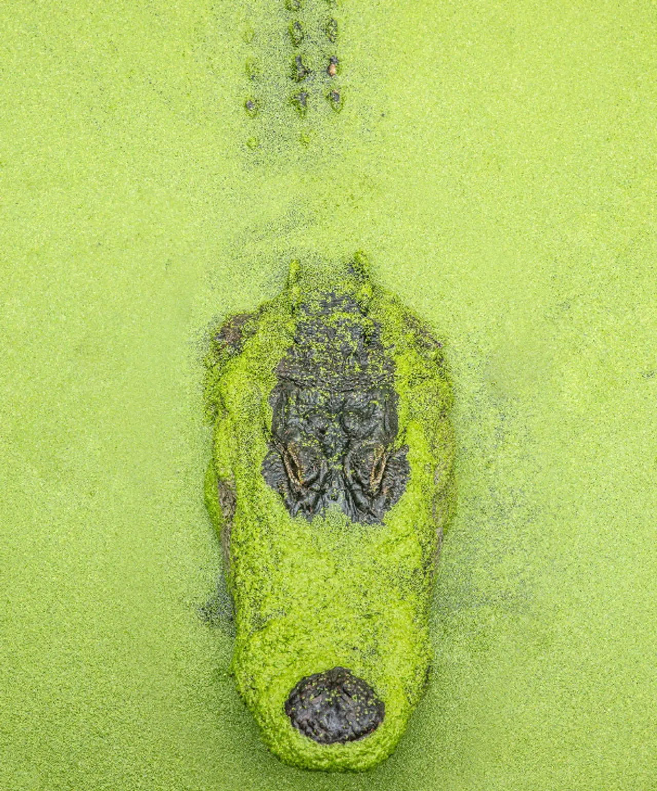 Alligator Alley