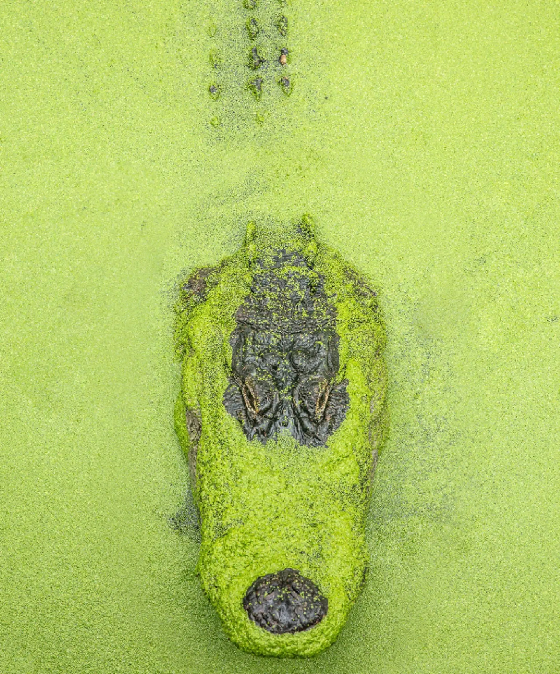 Matthew Coughlin - Alligator Alley