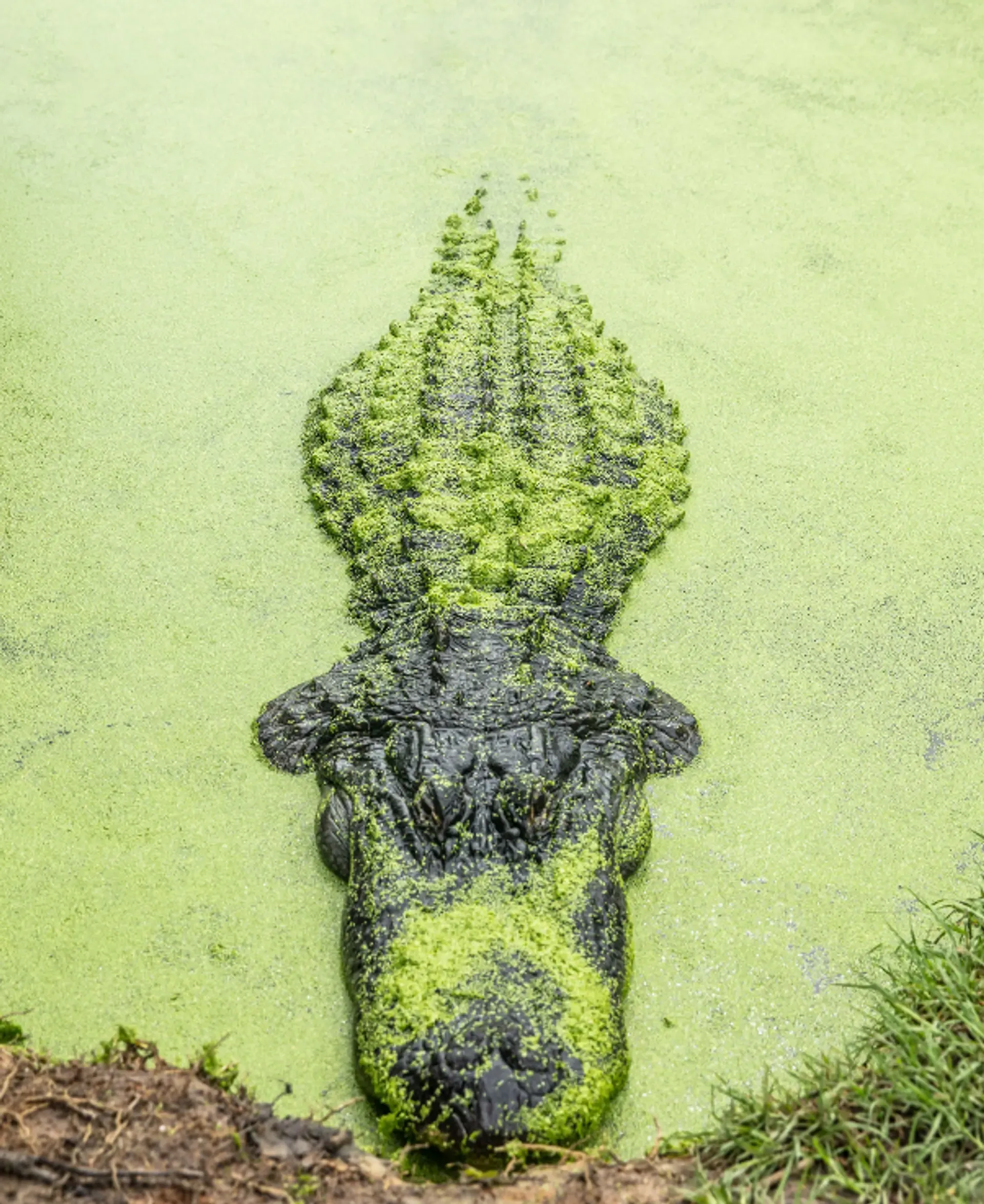 Matthew Coughlin - Alligator Alley