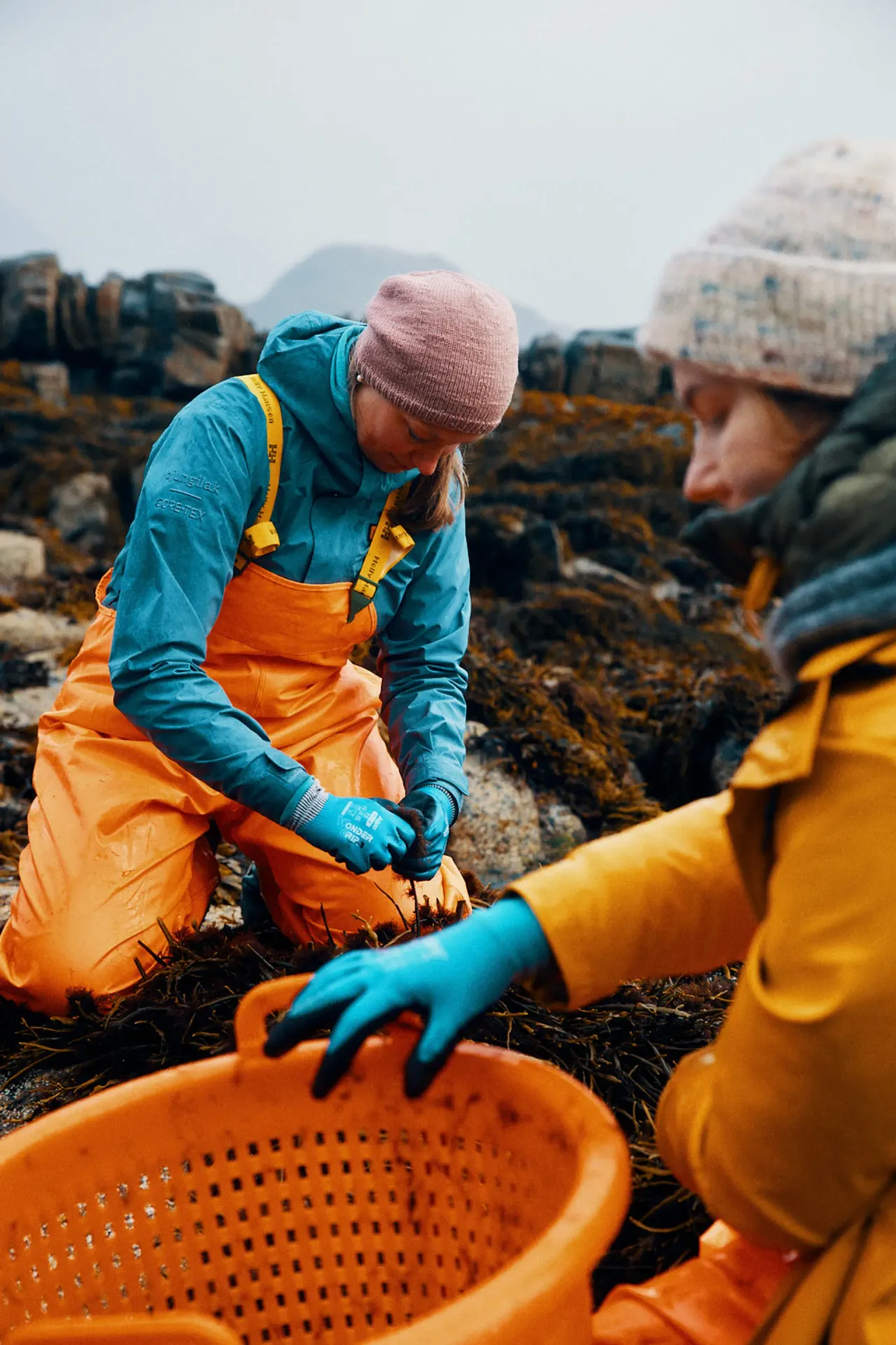 LOFOTEN SEAWEED