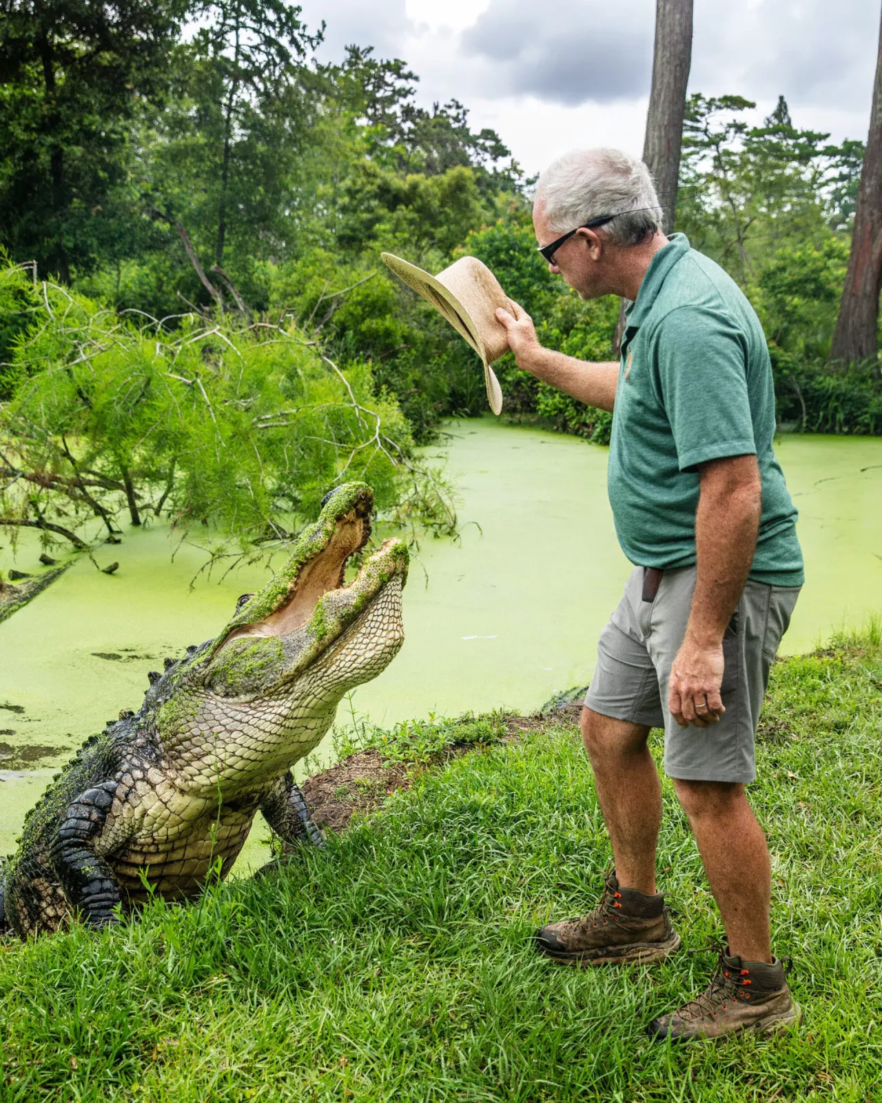 Alligator Alley